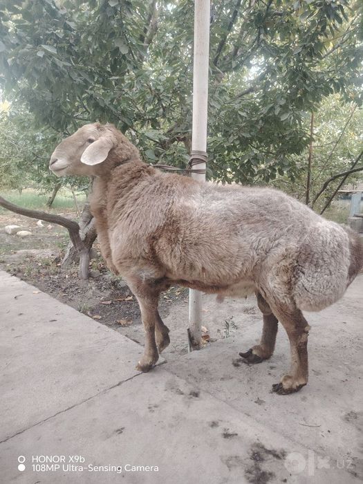 Арашан пародали куй