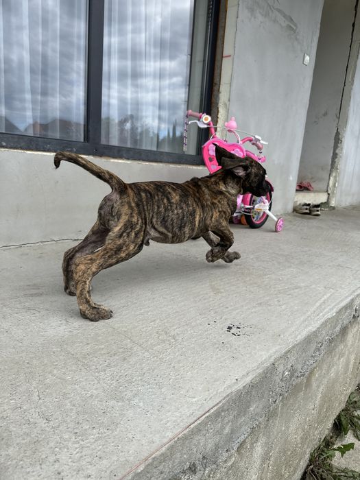Catei presa canario