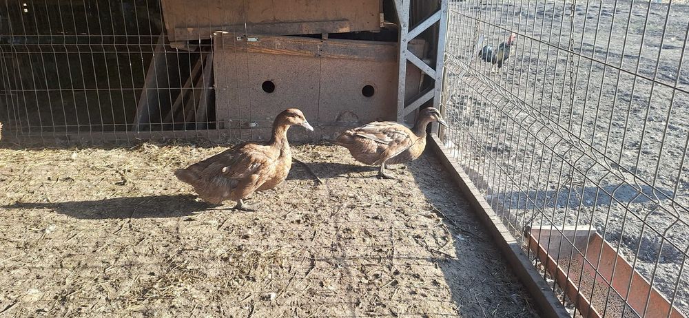 Oua rata Rouen pentru incubat