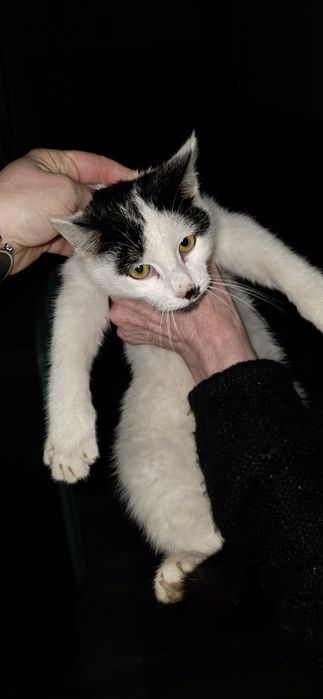 Котенок подросток в ответственные руки