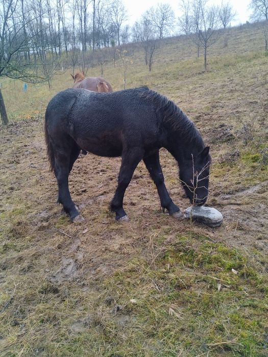 De vânzare mânz negru corb