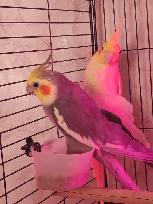 Продам двух попугаев