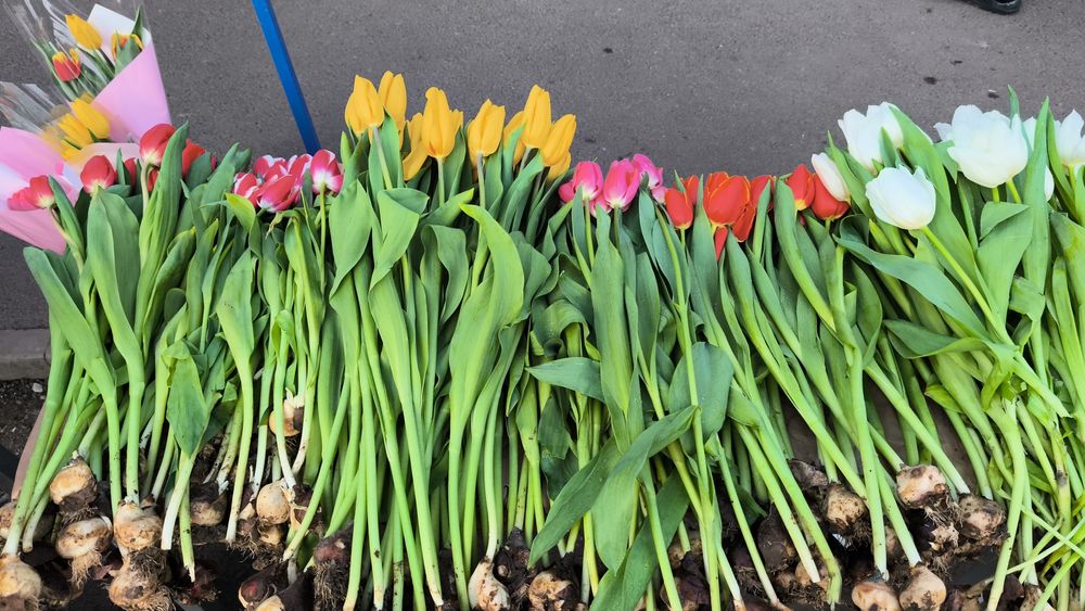 Тюльпан   450 тг