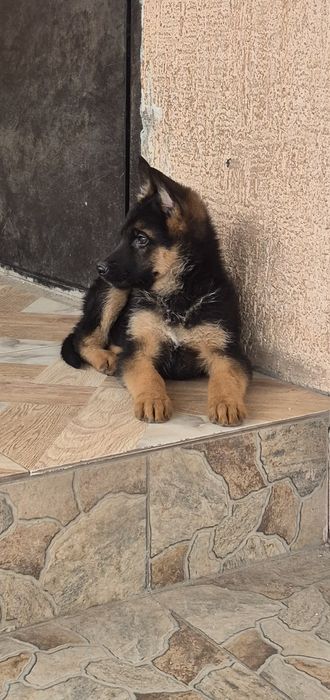 Щенки немецкой овчарки