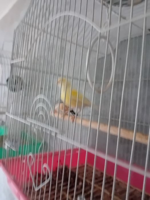 Vând sau schimb Algaponis