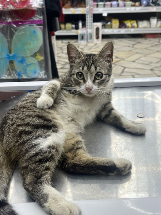 Котенок в добрые руки