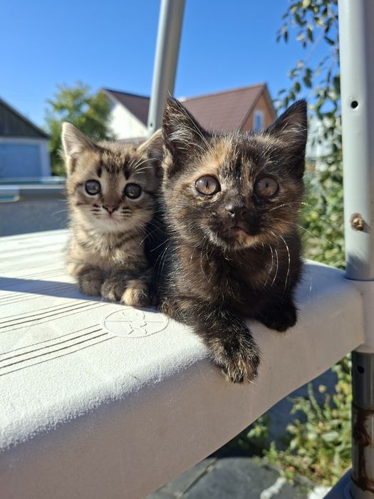 Британские котята