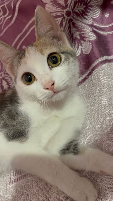 Девочка котенок 4 мес