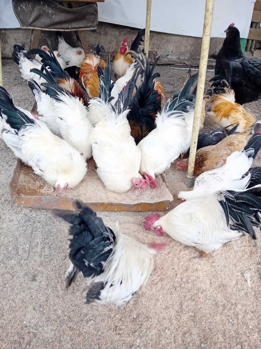 Кокошки и петли от порода Шабо