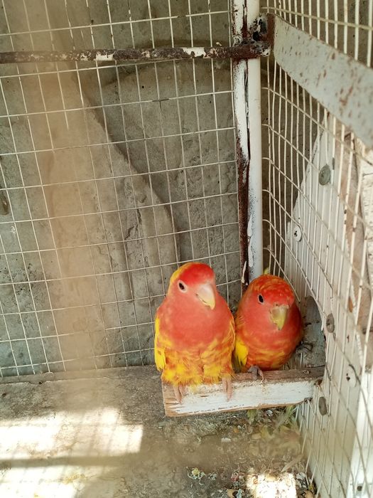 Toʻtilar sotiladi Turkiyadan kelgan ochirsa boʻladi