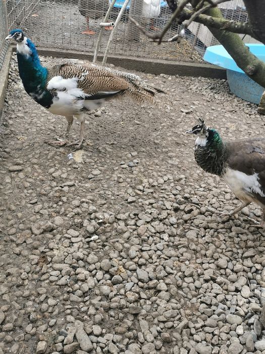 Pereche păuni arlechini 2025