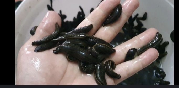 Zuluk зулук оптом арзон