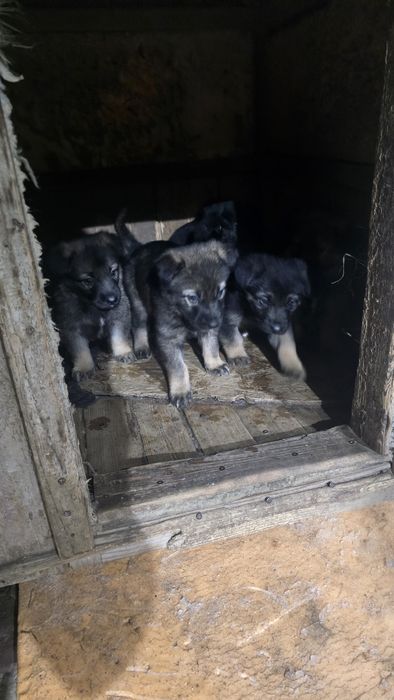 Отдам щенят добрым людям