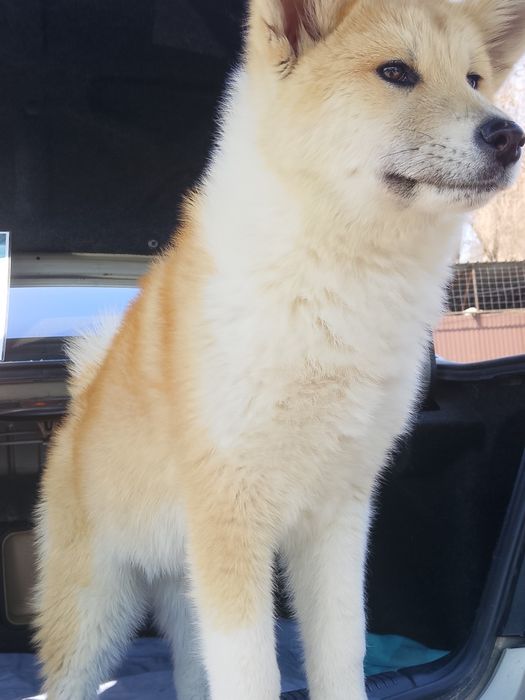 Акита Ину ( Хатико )