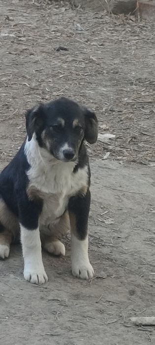 Щенки Дворянки ( Смешанные)