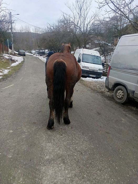 Mânză de 2 ani jumate vând sau schimb cu vaci sau juninci