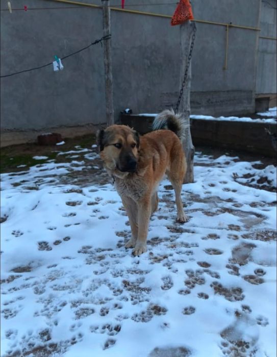 Продаю собаку!!!