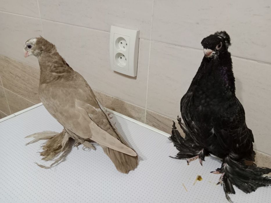 Продам   голубей