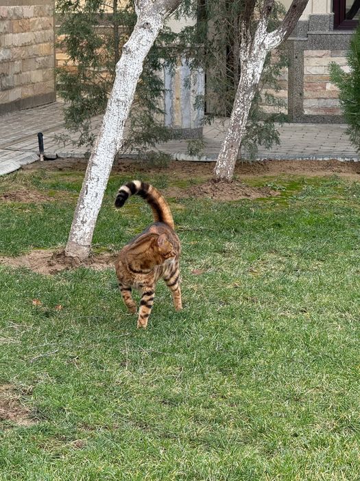 Бенгальский чистокровный кот 2 года