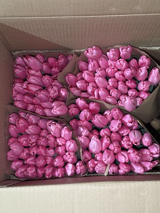 Тюльпаны оптом и в розницу