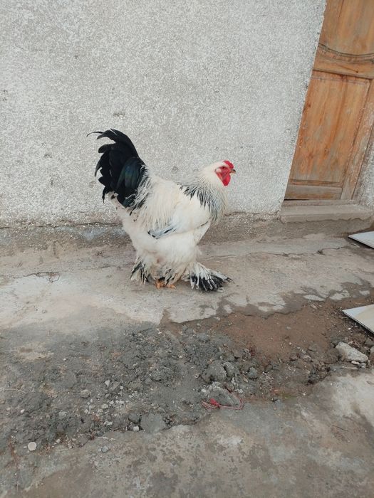 Brama xoroz sotiladi