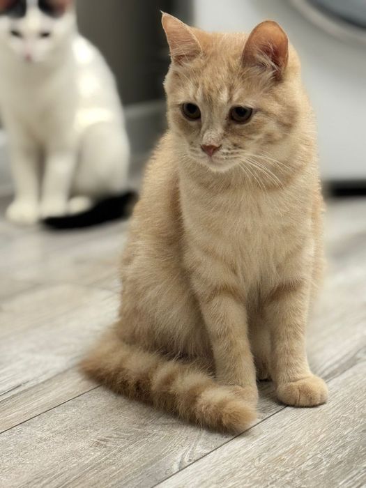 Кот Перс красавчик!