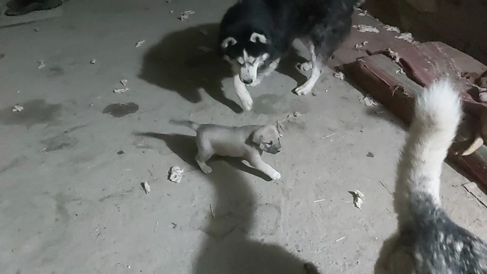 Щенки, помесь хаски