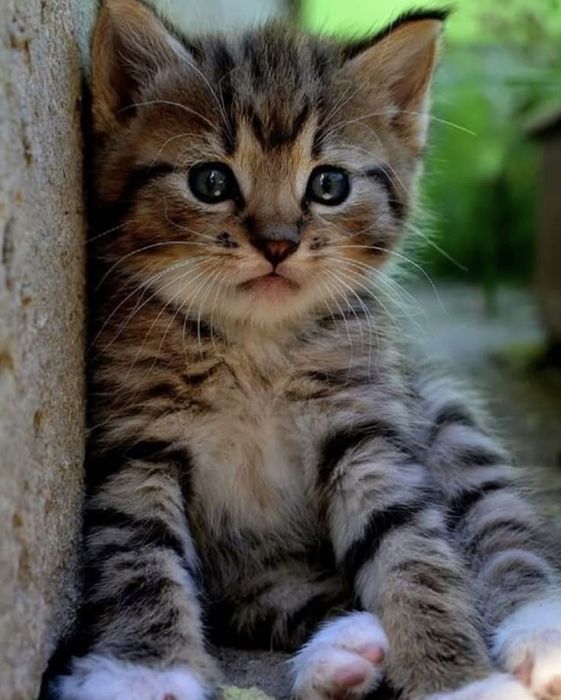 Котята полубританцы