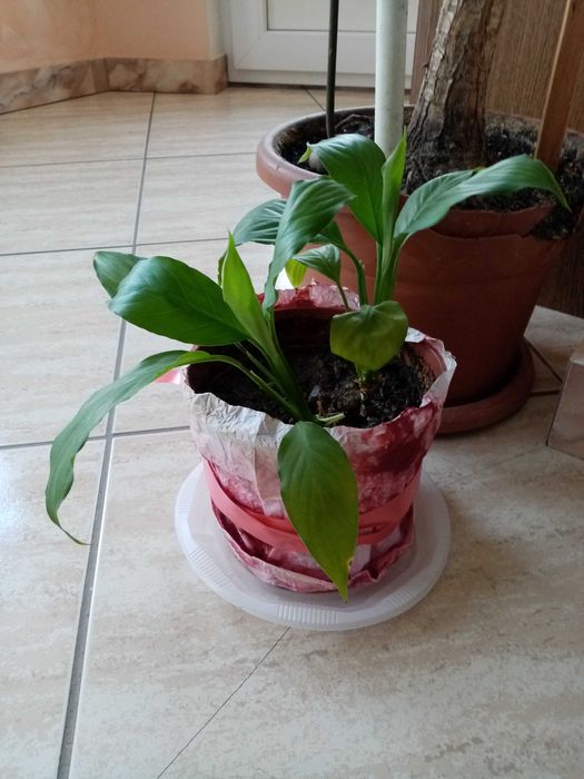 floare ,crinul pacii