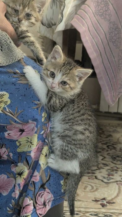 Ищем 4 людей для 4 котят