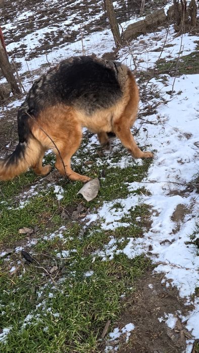 Femelă ciobănesc german