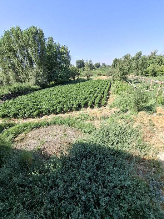 UY sotiladi yer maydoni umumiy 16 sotix ne jiloy ekin uchun 8 sotix