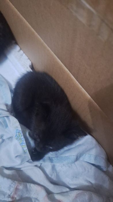 Котята 2-месячные