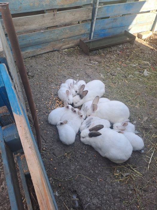 Vind pui de iepure la doar 25 ron bucata