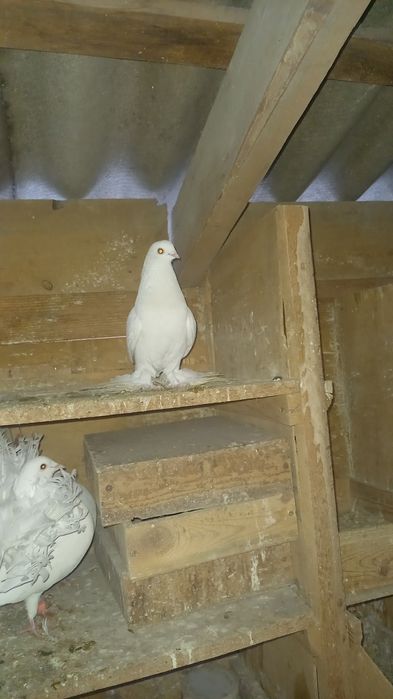 Голуби пара кептер