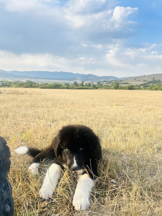 Продавам бълграско овчарско куче на 7 месеца