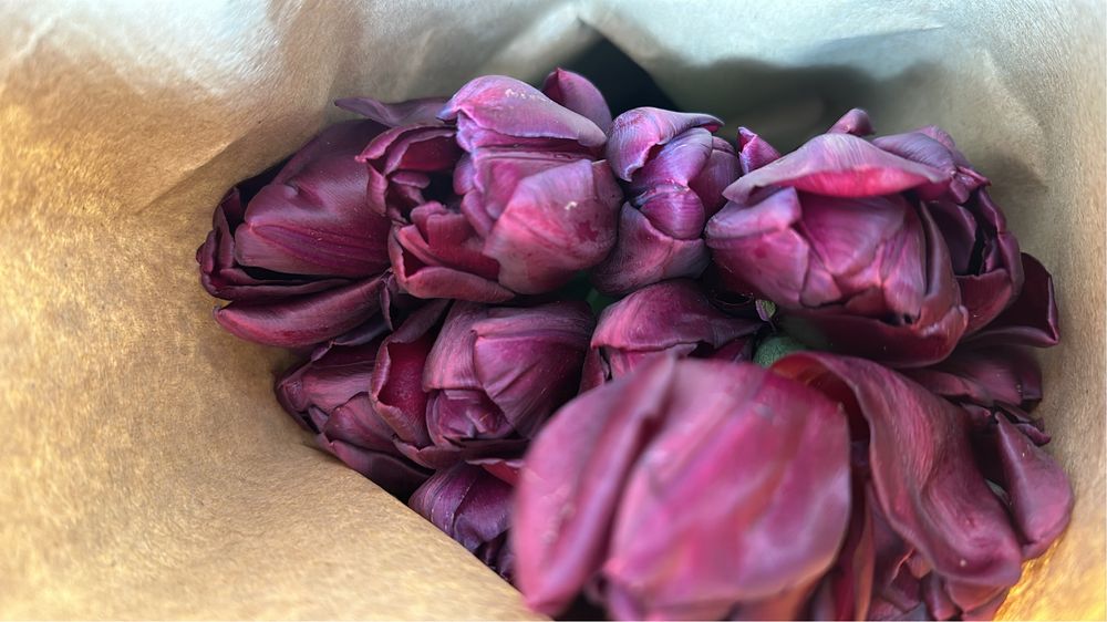 Тюльпаны оптом по брони