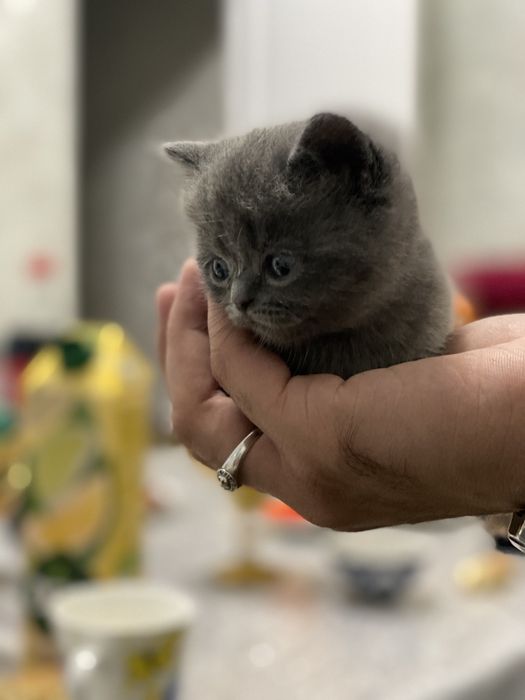 1.5 ойлик мушуклар сотилади