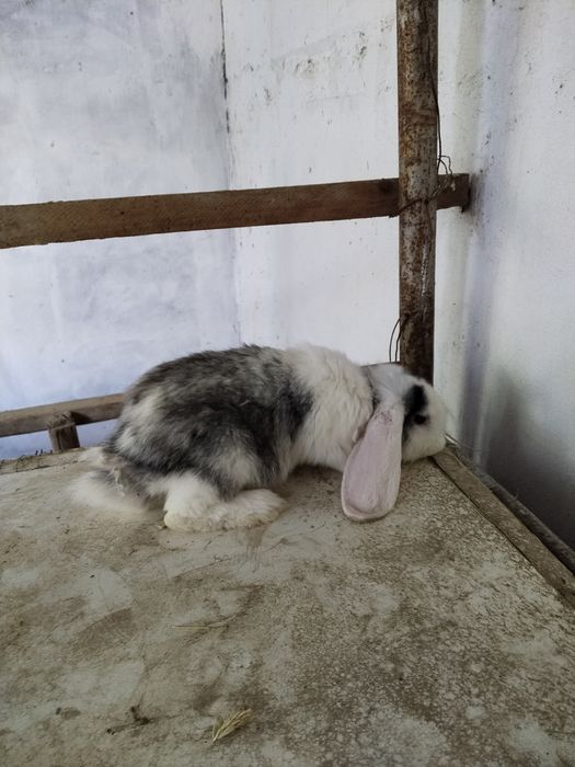 Zotdor Fransuz Baran quyonlari sotiladi