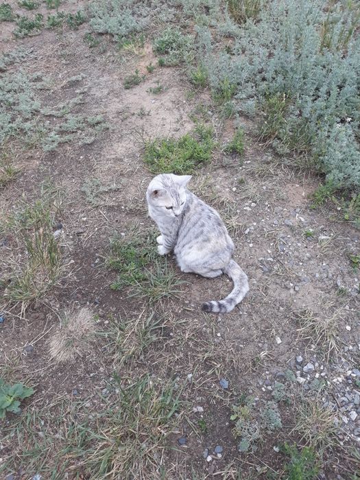 Породистая кошка