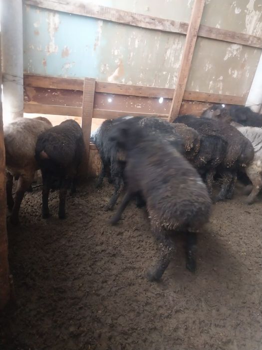 11бас кошкарлар семиз сатылады