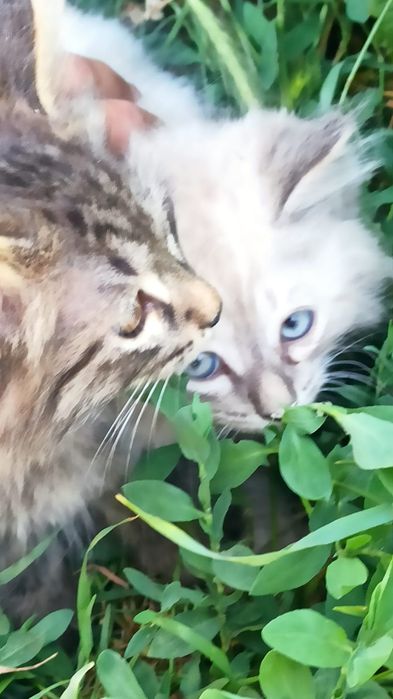 Отдам котят в добрые руки