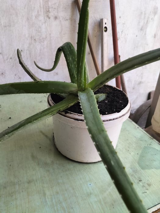 Продам Алоэ Вера