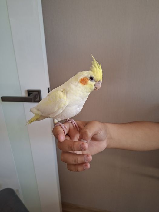 Продам попугая корелла