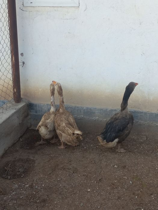 Қаздар,гусы 3 қаз