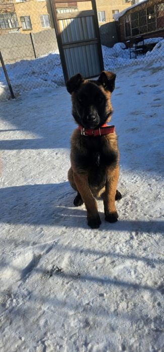 Продам щенка Малинуа