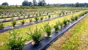 Folie de mulcire, folie agrotextila, banda de picurare, irigatii.