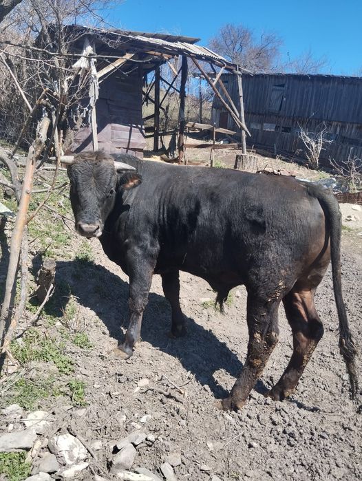 Продам быка хорошего