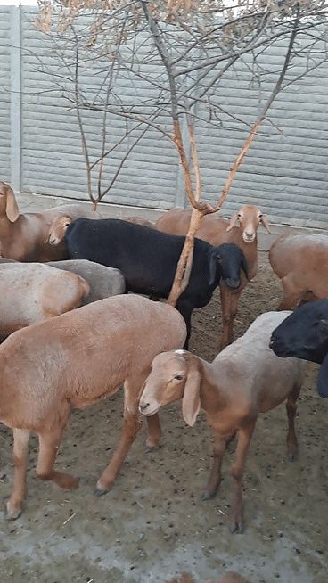 Продам ярки полтора годовалые