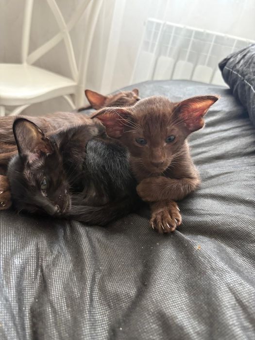 Продам котят Ориенталов